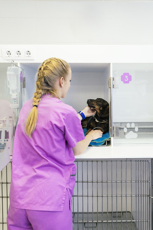 Veterinarian doctor hugging a beautiful dog. Veterinary Concept.の写真素材