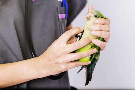 Veterinarian doctor is making a check up of a kramer parrot. Veterinary Concept.の写真素材