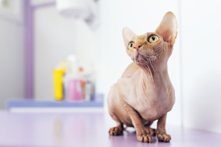 Portrait of beautiful sphynx cat. Pet Concept.の写真素材