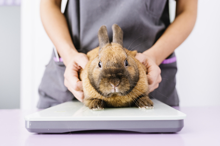Veterinarian doctor is making a check up of a rabbit. Veterinary Concept.の写真素材