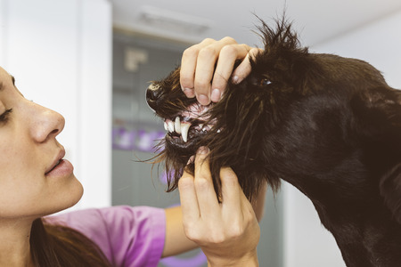 Veterinarian doctor is making a check up of a cute beautiful dog. Veterinary Concept.の写真素材