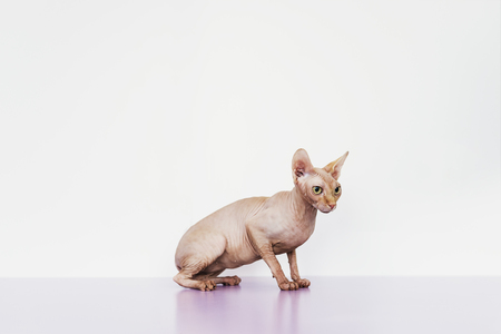 Portrait of beautiful sphynx cat. Pet Concept.の写真素材