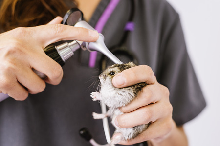 Veterinarian doctor is making a check up of a little hamster. Veterinary Concept.の写真素材