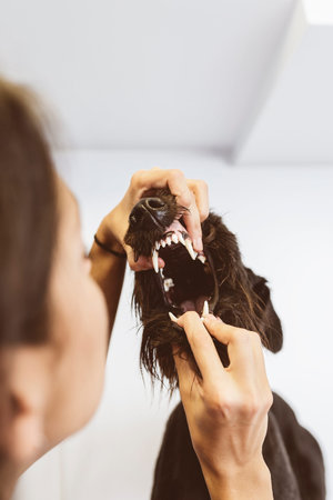 Veterinarian doctor is making a check up of a cute beautiful dog. Veterinary Concept.の写真素材