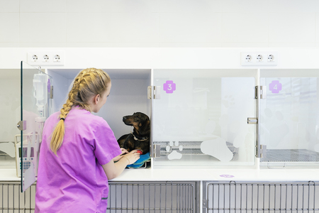 Veterinarian doctor hugging a beautiful dog. Veterinary Concept.の写真素材