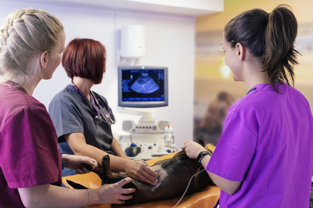 Veterinary team doctors are making a ultrasound scan of a cute beautiful dog. Veterinary Concept.の写真素材