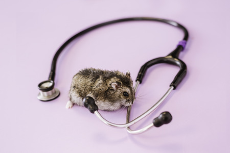 Portrait of a little hamter. Veterinary Concept.の写真素材