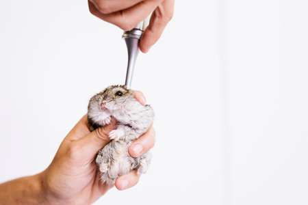 Veterinarian doctor is making a check up of a little hamster. Veterinary Concept.