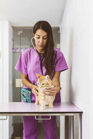Veterinarian doctor is making a check up of a cute beautiful cat. Veterinary Concept.の写真素材