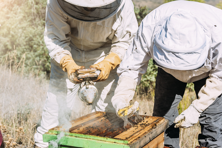 Beekeepers working collect honey. Beekeeping concept.の写真素材