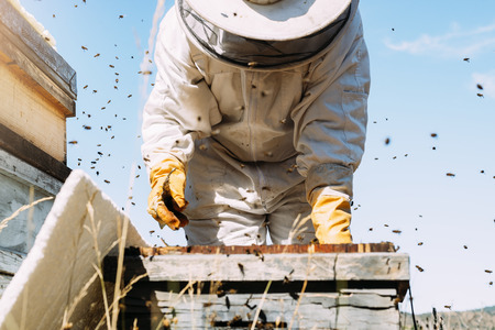 Beekeeper working collect honey. Beekeeping concept.の写真素材