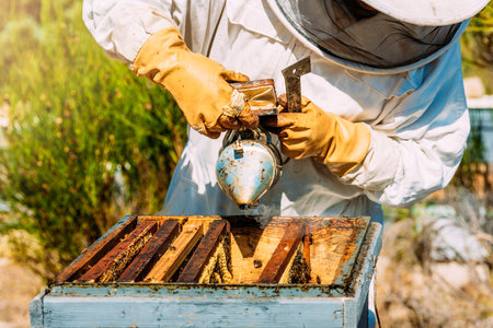 Beekeeper working collect honey. Beekeeping concept.