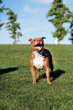 Beautiful brown purebred dog playing in the park and having fun.の写真素材