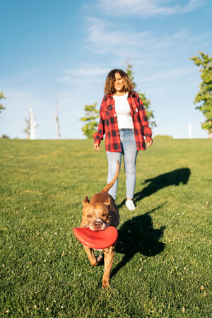 Beautiful purebred dog having fun in the park playing with a frisbee during a sunny day.の写真素材