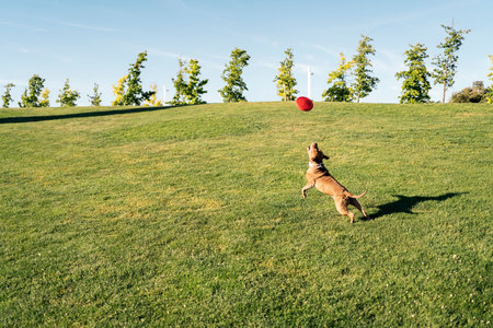 Beautiful purebred dog having fun in the park playing with a frisbee during a sunny day.の写真素材