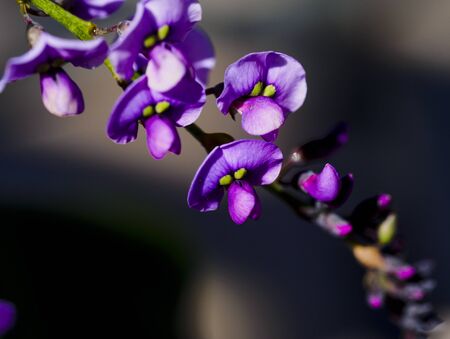 purple flowersの写真素材