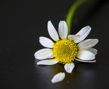lonely daisy rests on the tableの写真素材