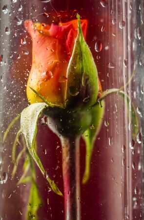 the red rose behind the glassの写真素材