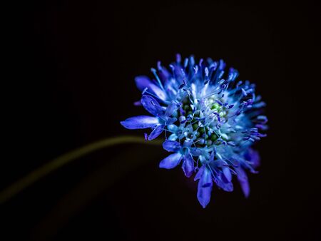 lonely flower under dim lightの写真素材
