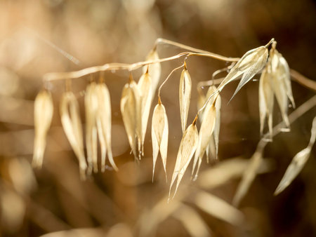 golden dried oats moved by the wind
