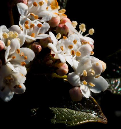 : Fleshy white flowers with yellow pistilsの写真素材