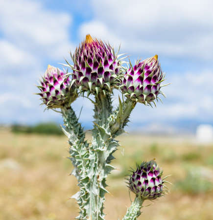Three thistle flowers in the field with a blurred backgroundの写真素材