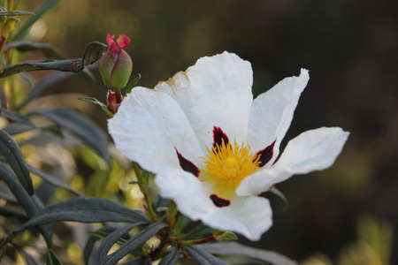 White Flower of Cistus ladanifer on dark backgroundの写真素材