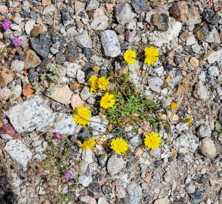 Yellow flowers among the stones of the roadの写真素材