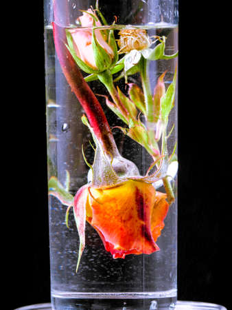 Roses inside a glass almost filled with waterの写真素材