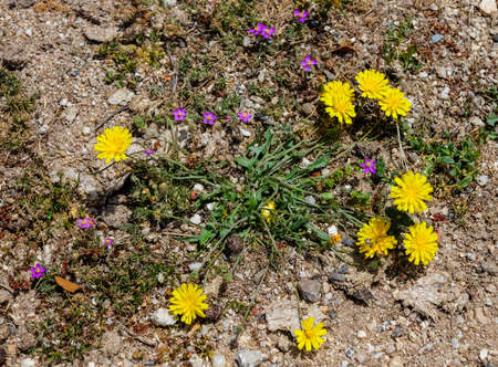 Yellow flowers on the groundの写真素材