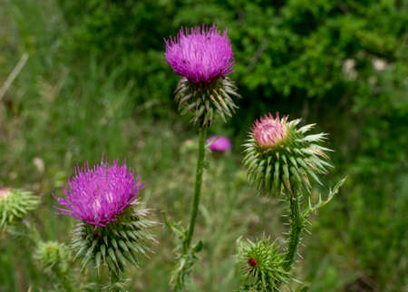 Three thistles in the mountainsの写真素材