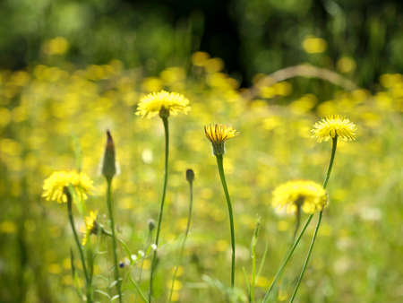 Extensive field of yellow flowersの写真素材