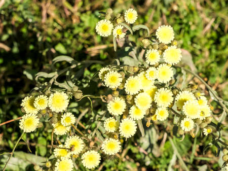 Yellow flowers grouped in the soilの写真素材