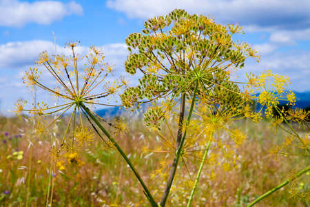 Flowers in the pasture on the blue background of the skyの写真素材