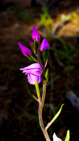Wild Orchid with Violet Flowersの写真素材