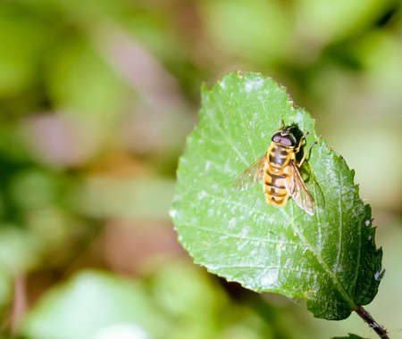 Flying insect on a green leaf in the fieldの写真素材