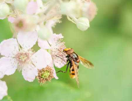 Bee collecting pollen over a white flowerの写真素材