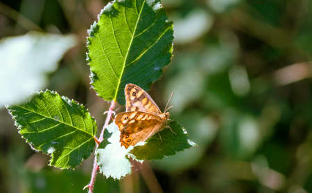 Brown butterfly on the leaves of a shrubの写真素材