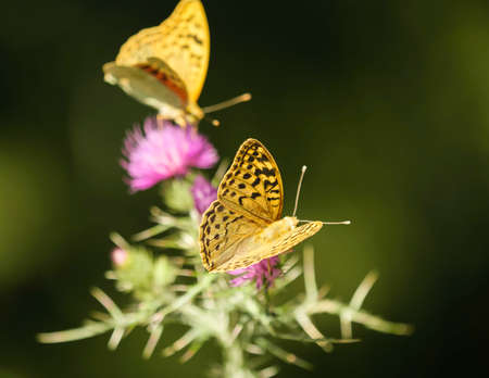 Two yellow and black butterflies on thistle flowersの写真素材