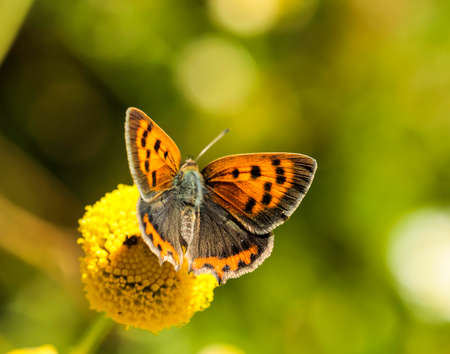 Orange butterfly on yellow flowersの写真素材