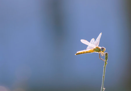 Dragonfly on the blue background of the sky