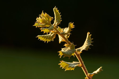 plant with green spiny leaves