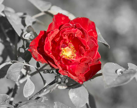 Red rose with black and white backgroundの写真素材