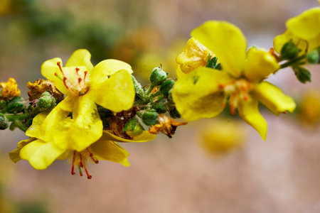 yellow flowers on a green background