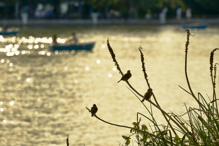 three birds on the branches