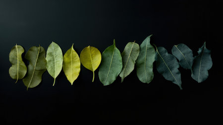 A striking studio shot showcases a delicate gradient of fresh green leaves against a deep dark black background. This natural and organic composition uses a minimal and modern aesthetic, highlighting the texture and intricate pattern of the foliage. This elegant image evokes a sense of calm and wellness, perfect for decorative projects, spa branding, or eco-friendly product design. The isolated arrangement in a flat lay top view provides ample space for text, making this abstract design ideal for diverse creative applications.の素材