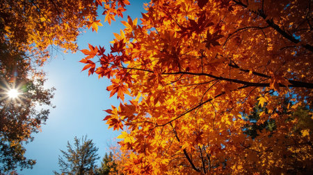 View from below of vibrant orange and red maple leaves with sunlight and blue sky.の素材