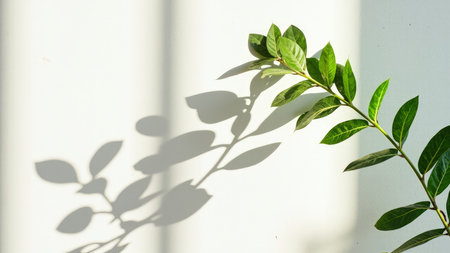 Green leaves and branch with shadows on a white wall, sunlight creating a natural pattern.の素材