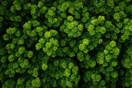 Top view of green tree texture background. Nature and environment concept.の素材