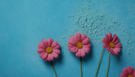 pink daisy flowers on blue background with copy space for your textの素材